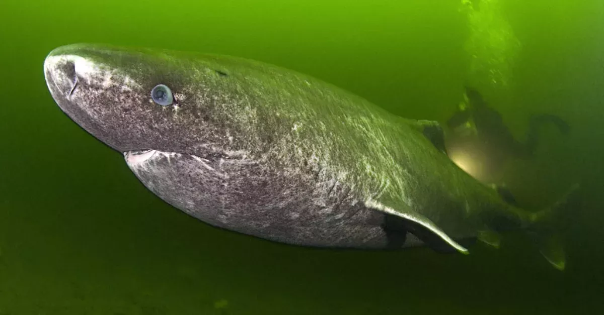 This deep sea dwelling shark has an unbelievable lifespan