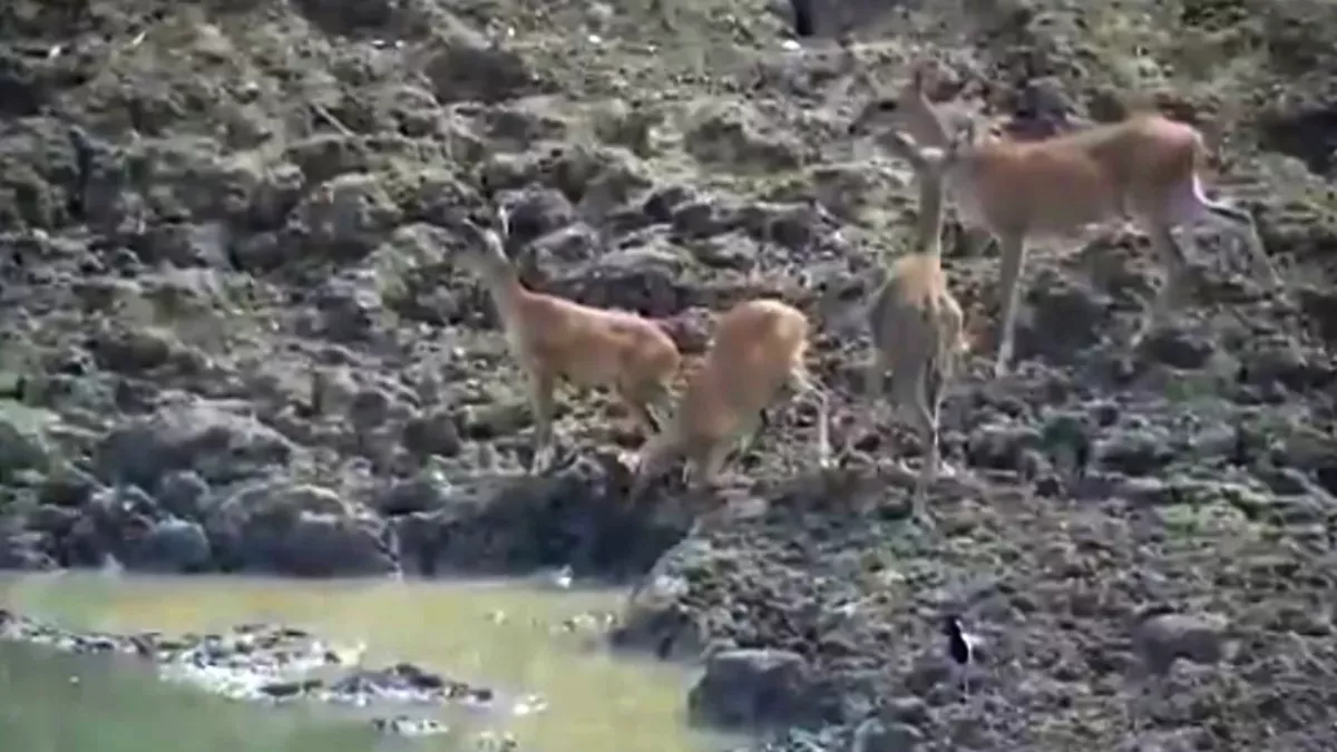 This deer had no chance against a slithering predator