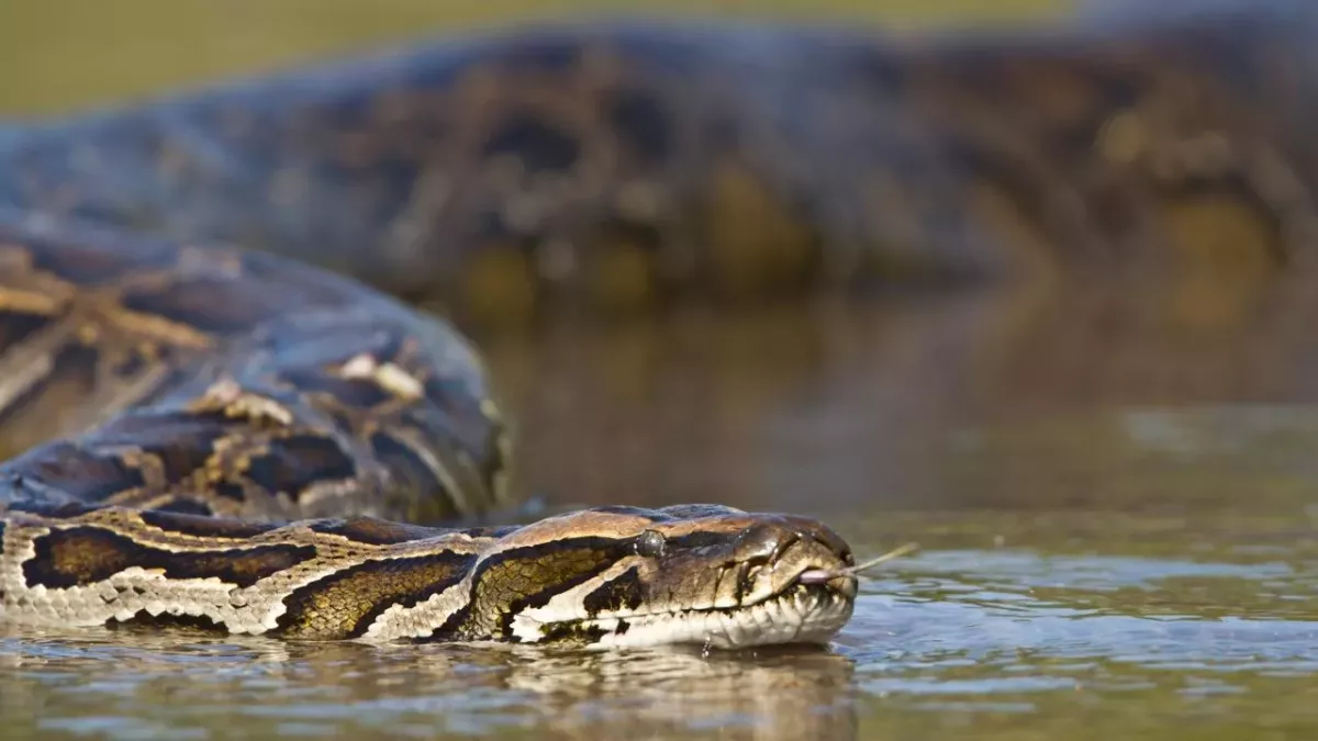 Default image