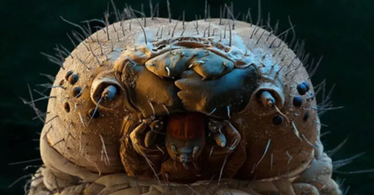 Demodex