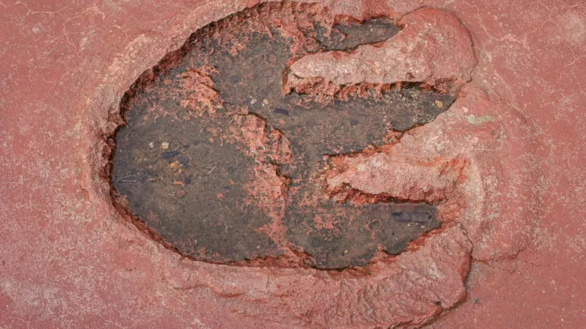Dino Footprint