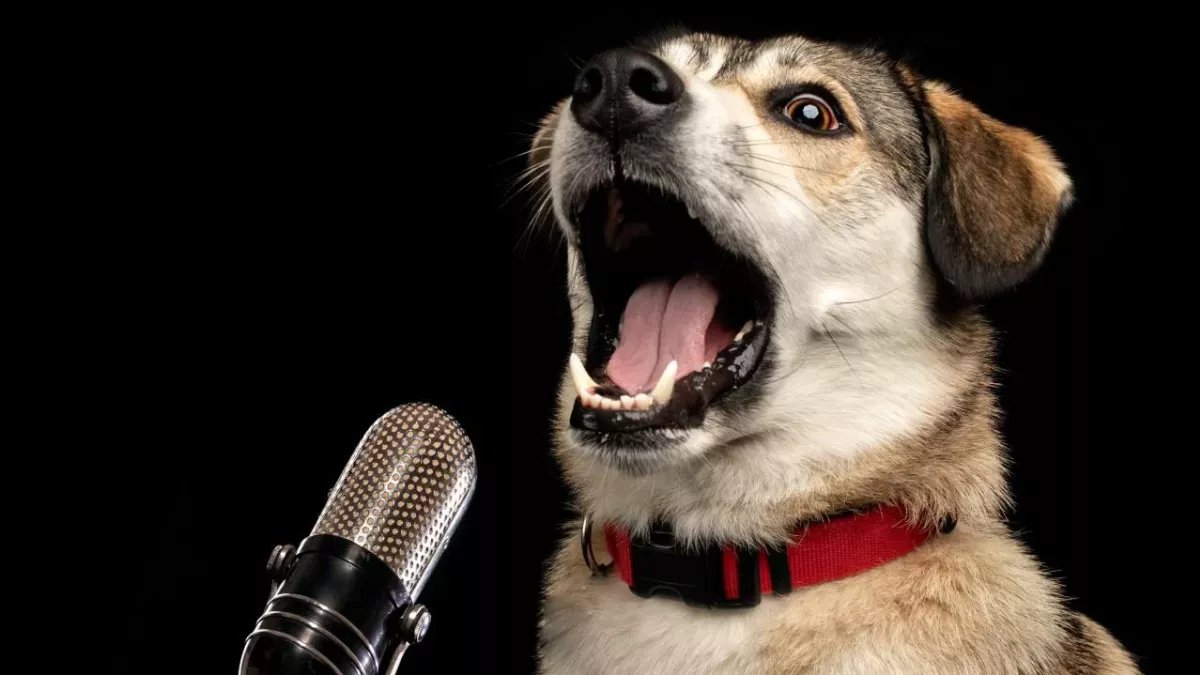 Dog