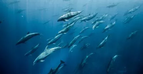 Dolphins