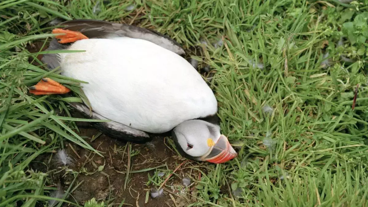Dozens of dead and sick birds wash up on remote UK island
