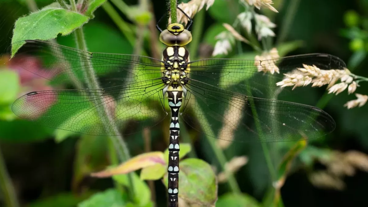 Dragonflies spread north as global temperatures rise- Report