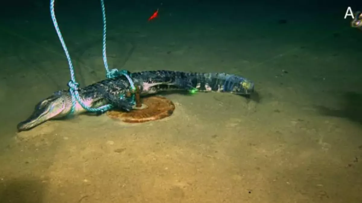 By Dropping Alligators Into the Sea, Scientists Have Made an Incredible Discovery