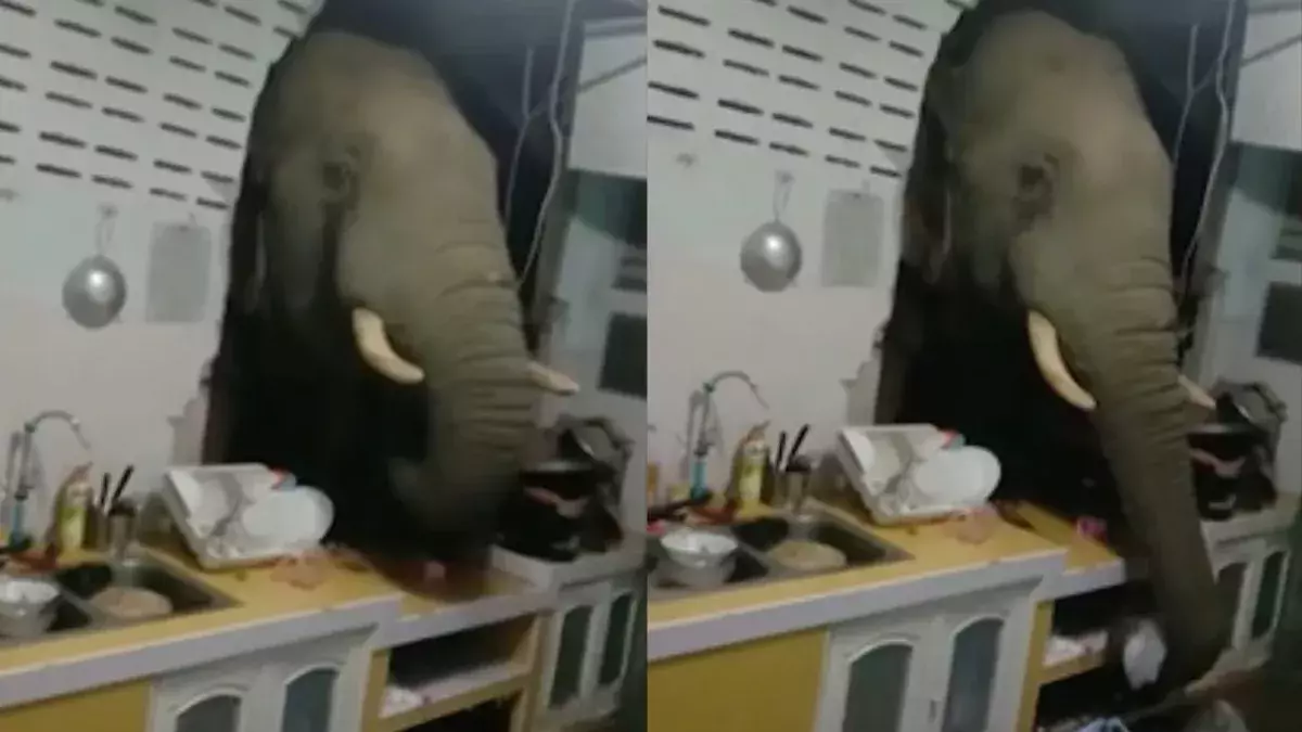 Elephant break in 
