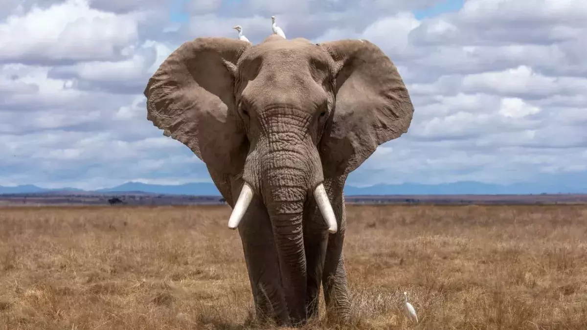 Elephant