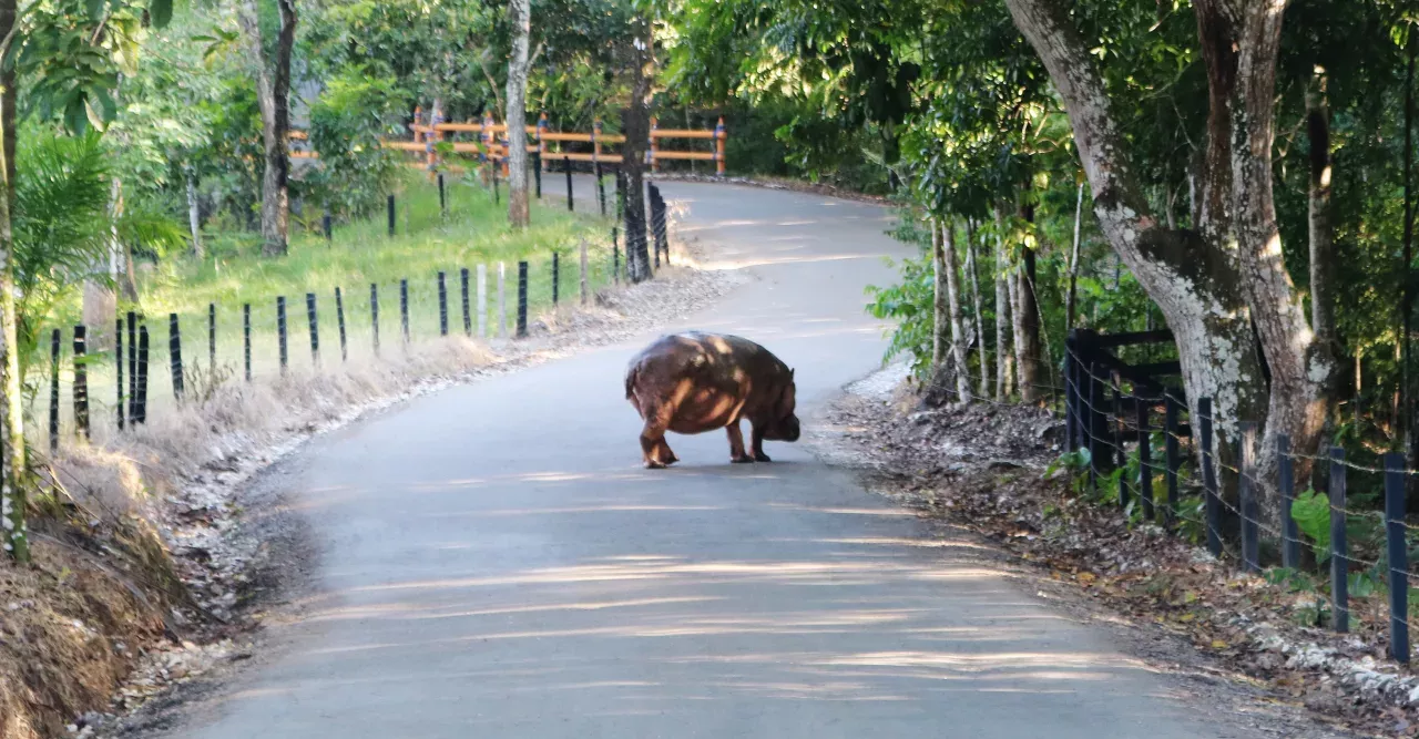 Escapee's from Pablo Escobar's cocaine funded zoo could be helping Columbia's natural ecosystems