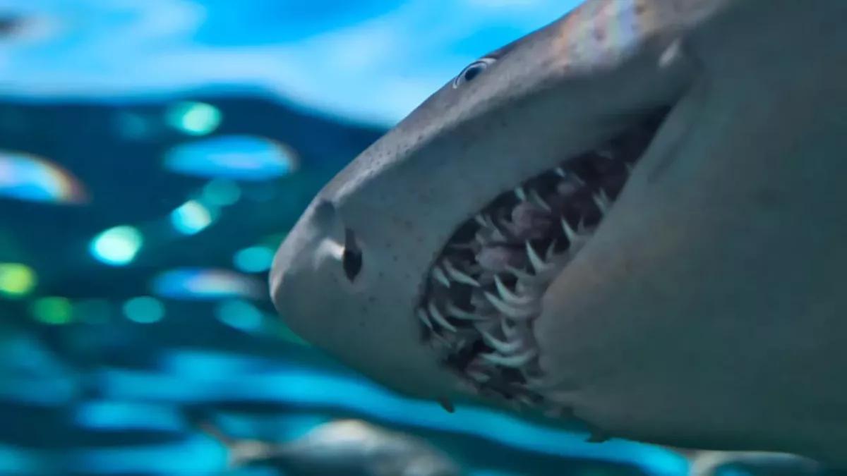 Extremely rare shark species caught on camera off the coast of Wales