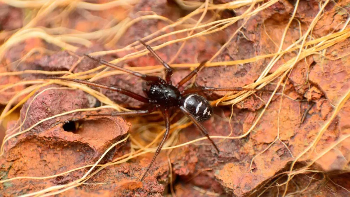 False Widow Spider