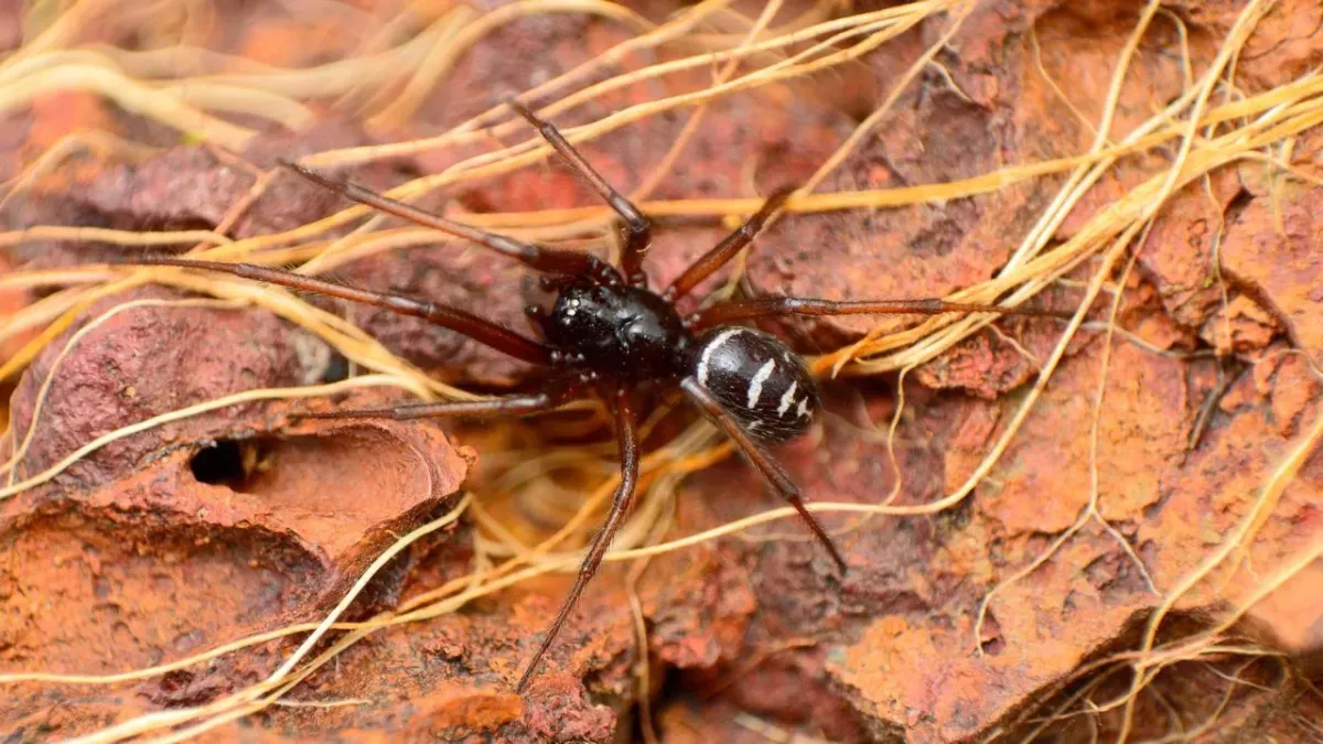 False widow spiders are overtaking UK and Ireland Homes at alarming rate 