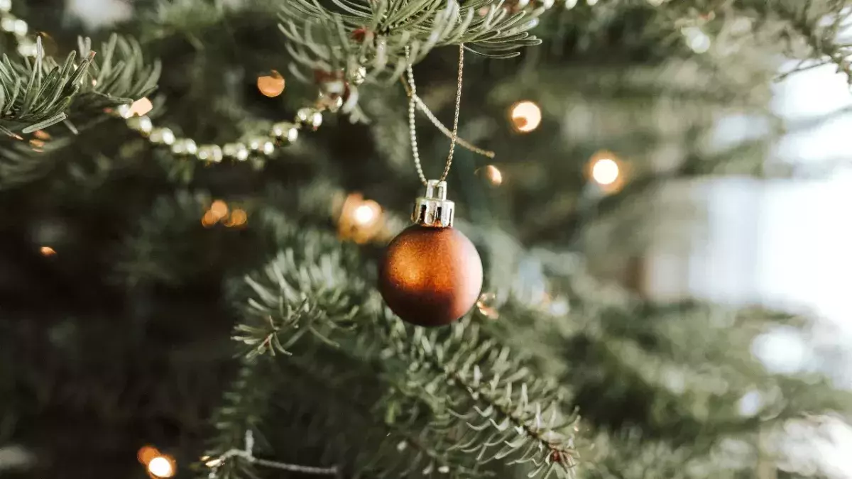 Family finds highly venomous snake hiding inside their Christmas tree