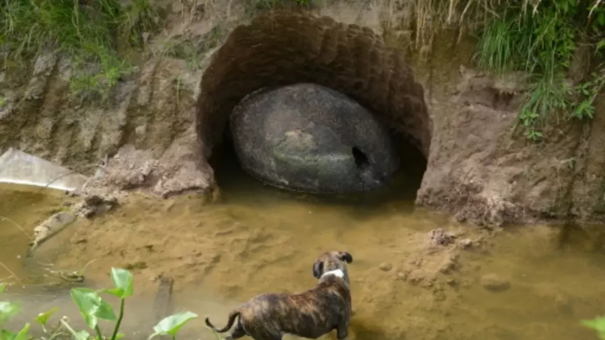 This farmer could not believe his eyes at what he found