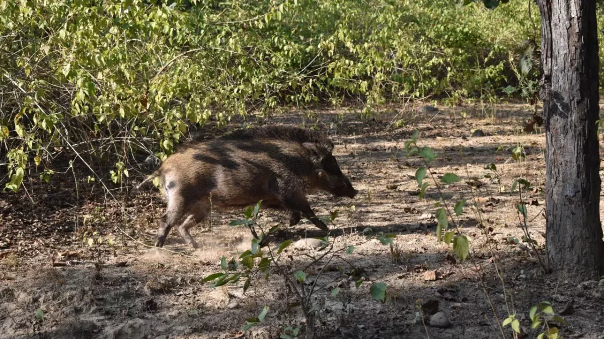 Farmers made an incredible discovery after hunting down this wild pig