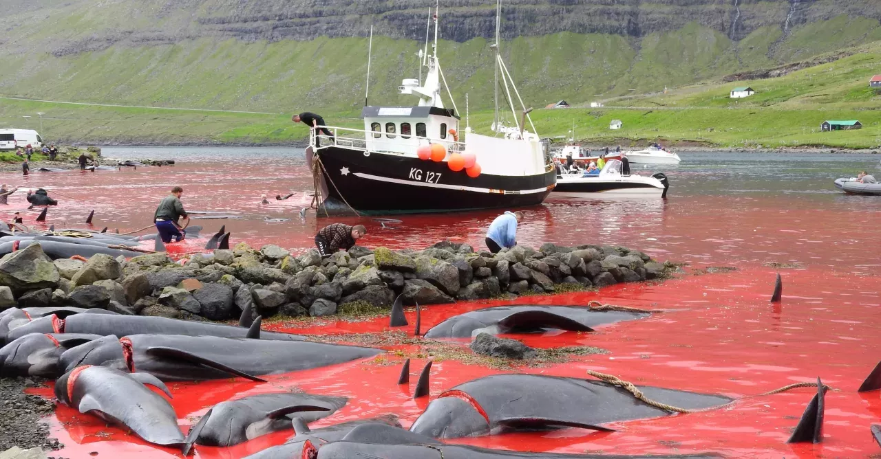 Faroe Island's Traditional Dolphin Hunt
