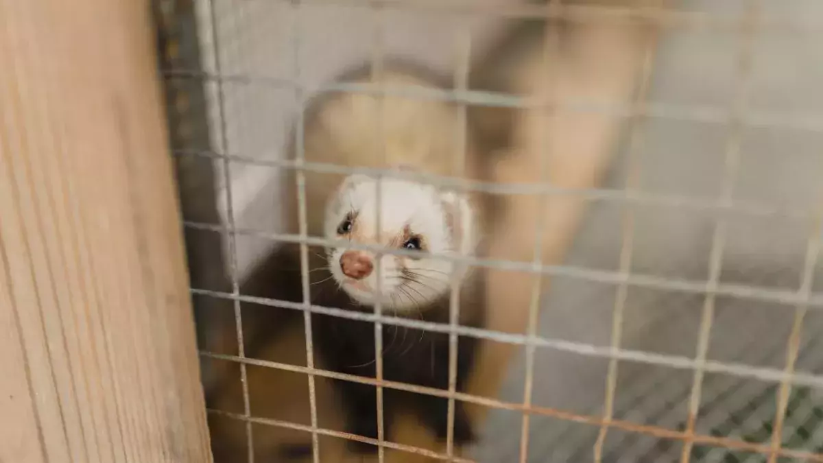 Ferret