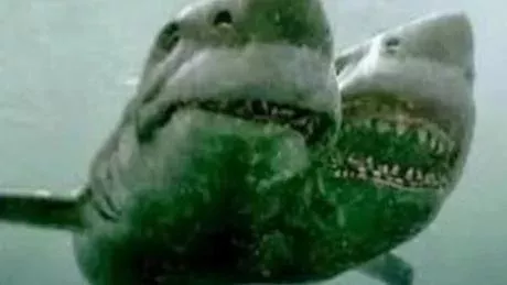 The first two-headed shark ever discovered!