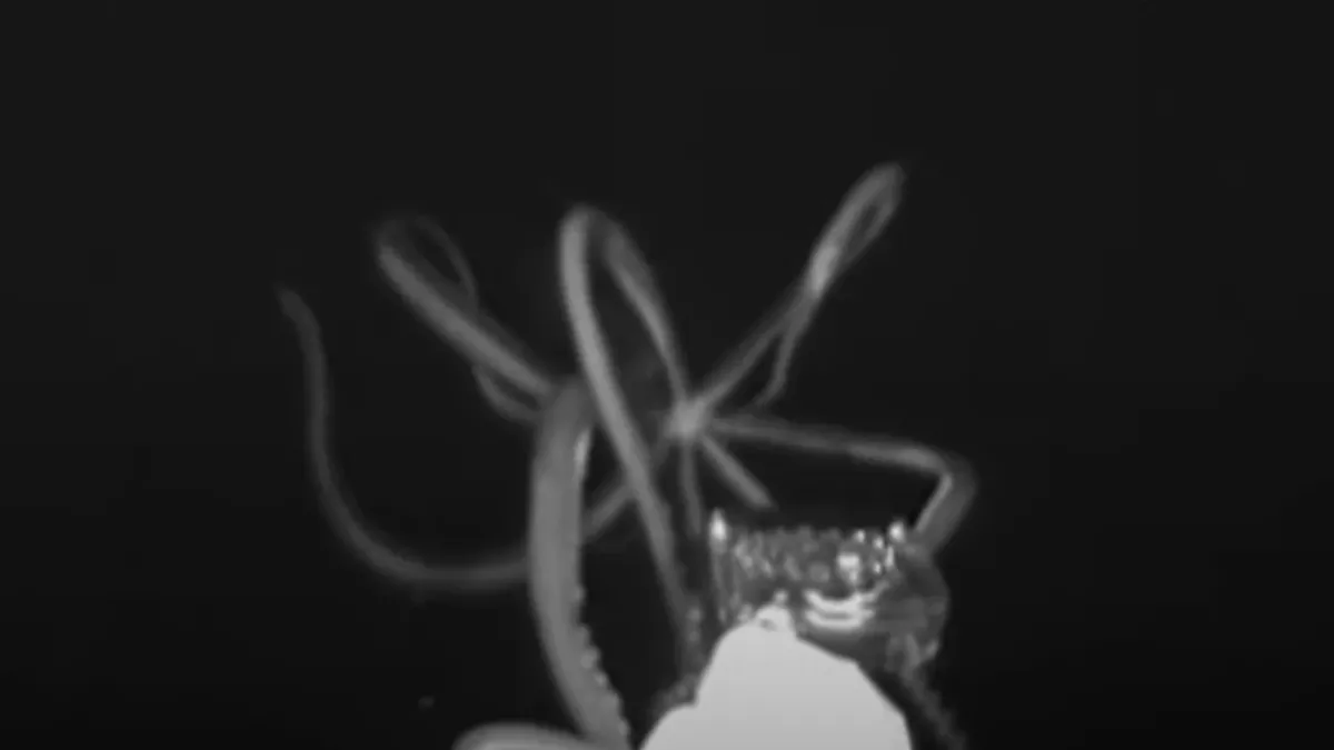 The first US footage of a giant squid.