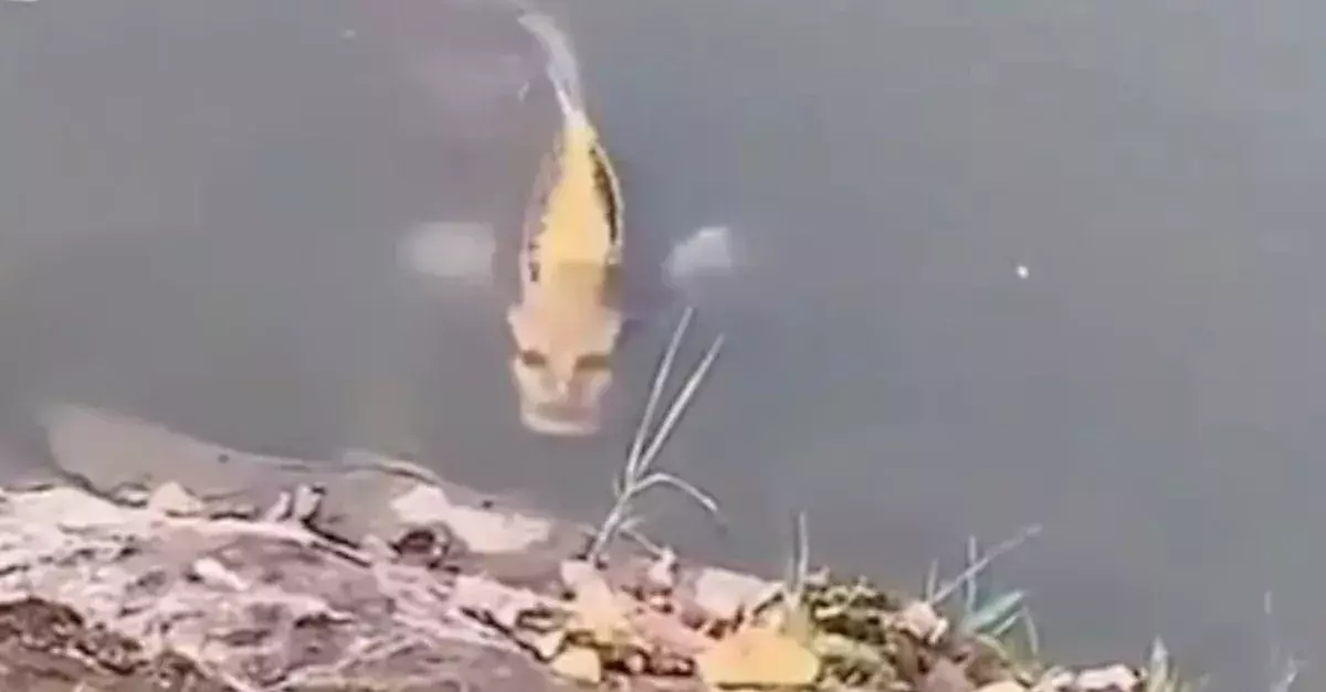 A Fish With A 'Human Face' Spotted In China Is Terrifying The Web