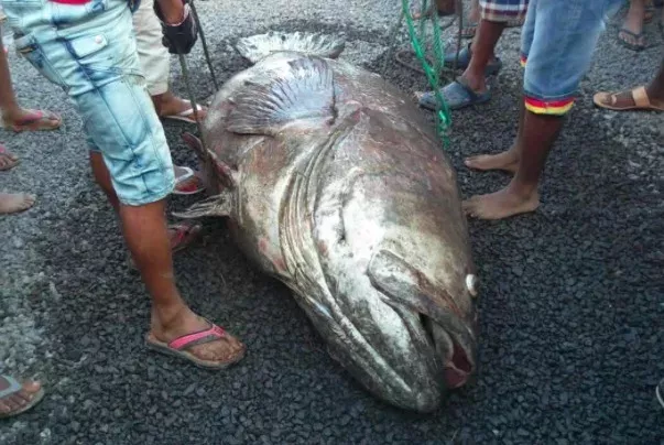 Fish