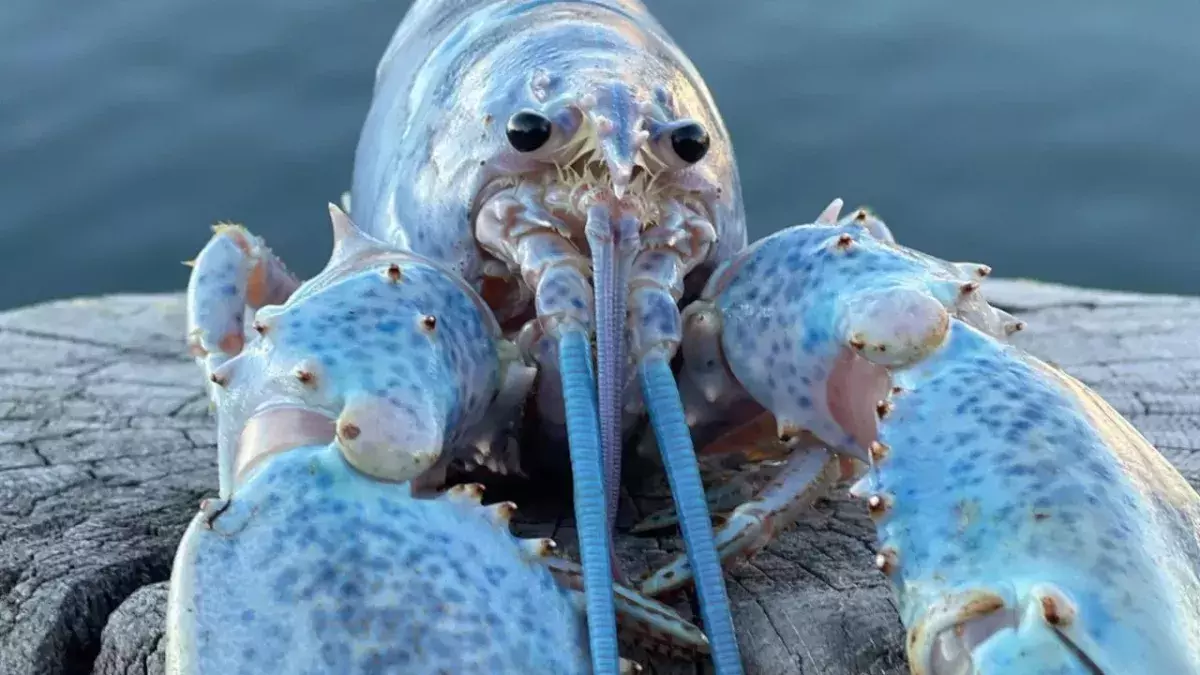 Fisherman catches one in a 100 million ‘cotton-candy’ lobster 