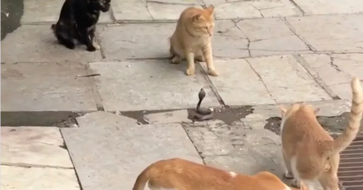 Footage Of Four Cats Battling A Venomous Snake Is Going Viral