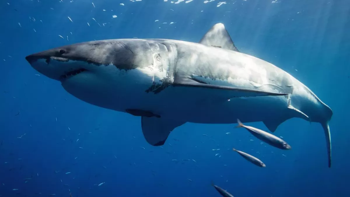 A Giant 17-foot great white shark has crossed the Atlantic making its way to the UK 