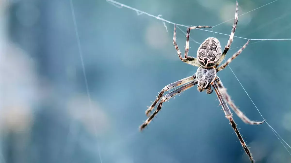 Giant spider invasion