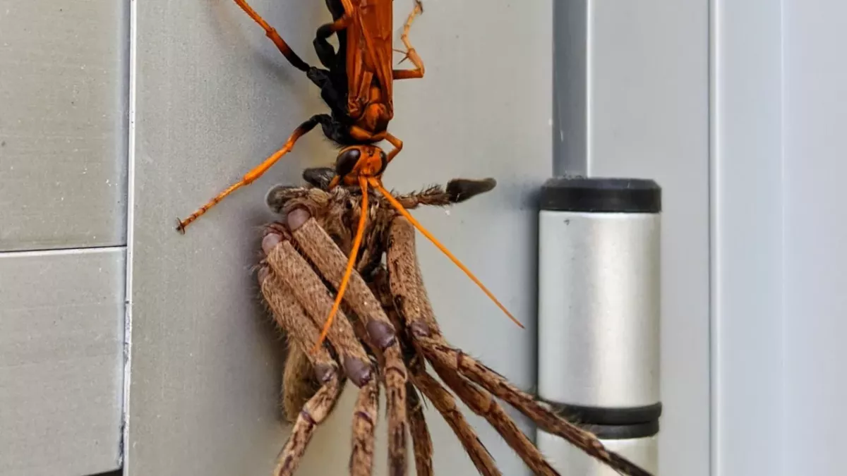 Giant Tarantula Wasp Takes on Spider in Horrifying Viral Image
