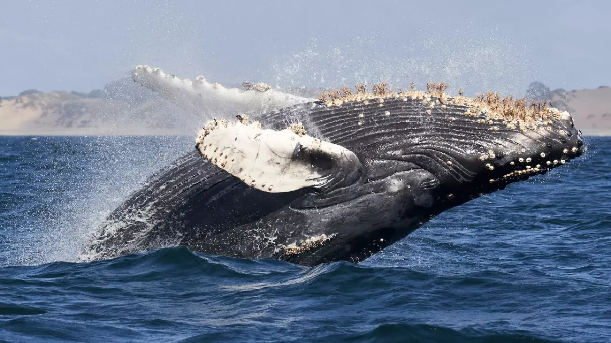 Giant whale