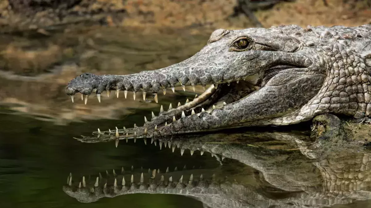 Girl, 8, killed by crocodile while swimming with in a river