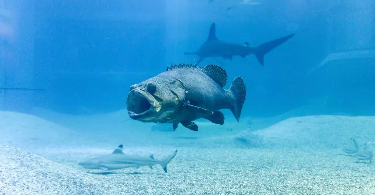 Goliath groupers are known to have a huge appetite 