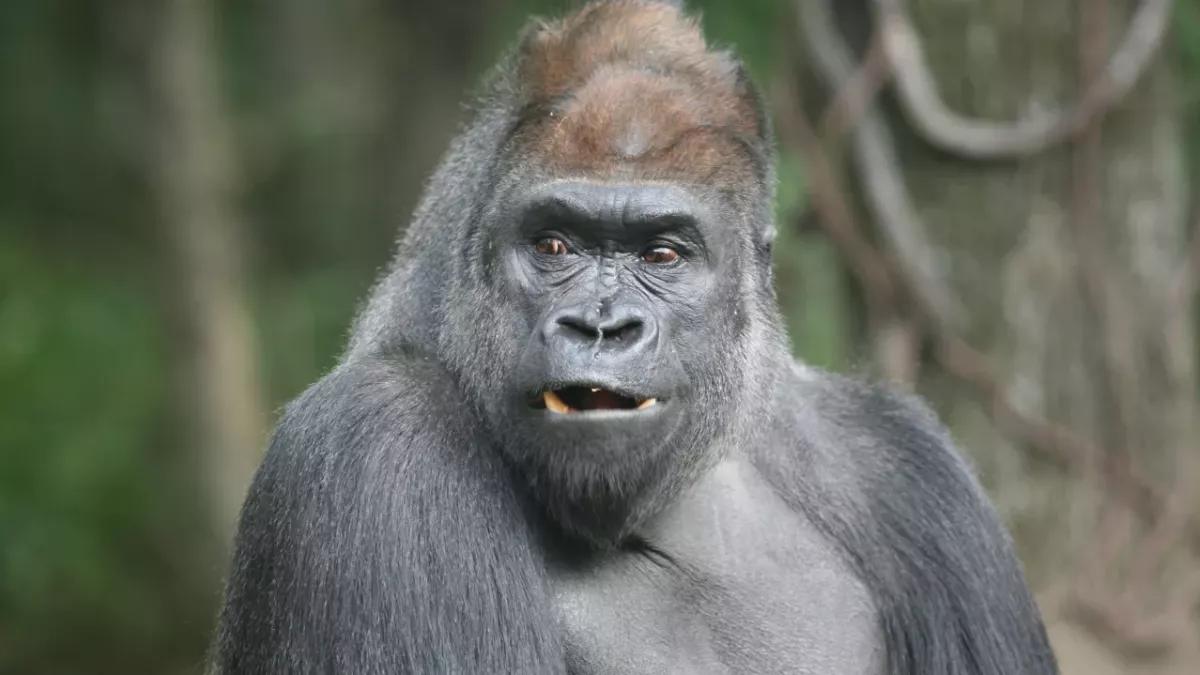 This Gorilla Escaped From London Zoo and You'd Never Guess What He Got Up To