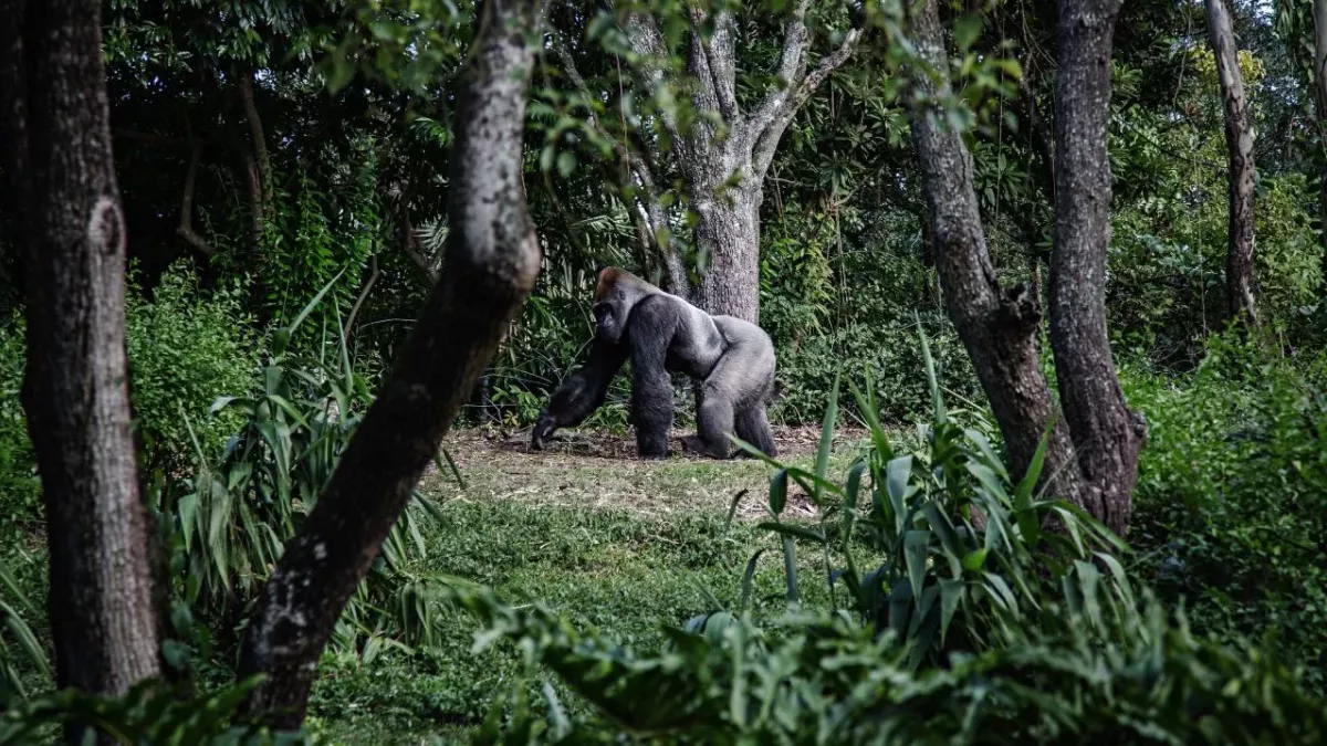 Gorilla