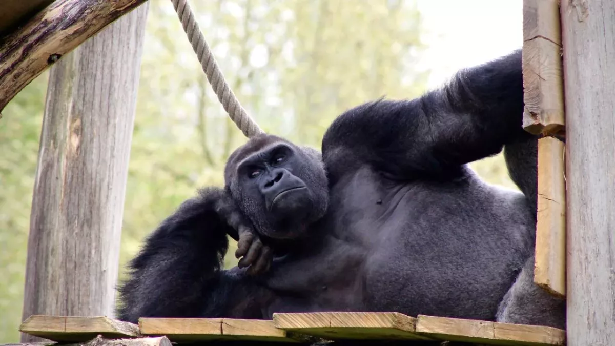 Gorillas perform oral sex on each other in front of horrified kids at zoo 