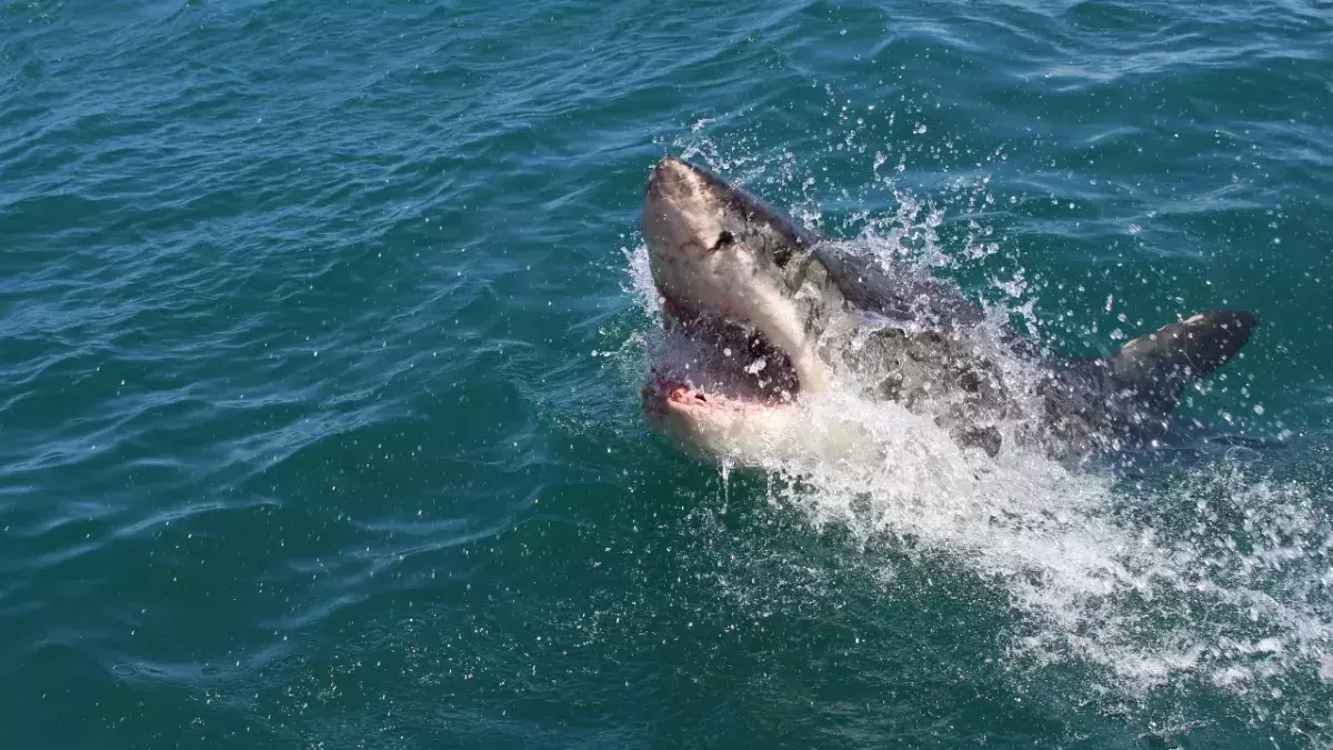 Great white shark
