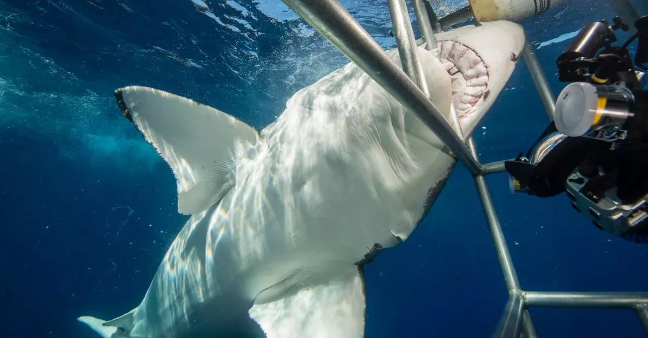 Great white sharks are attracted to the cage but they shouldn't be able to get in. 