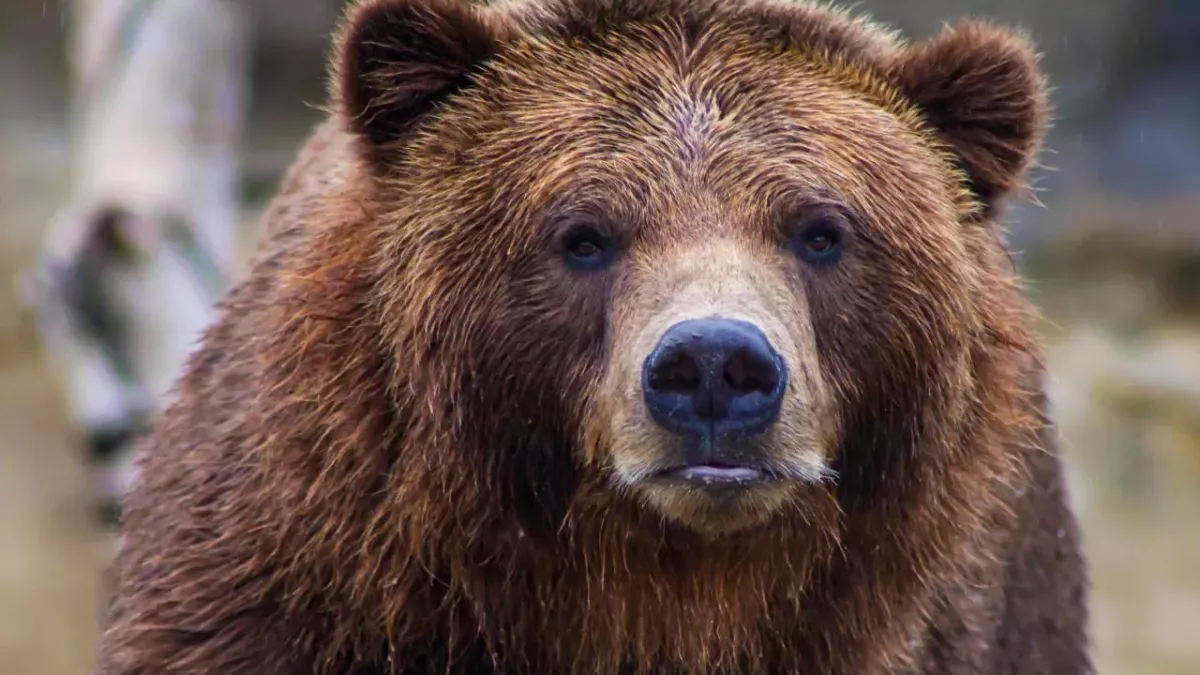 Grizzly bear killed by a mountain goat double its size