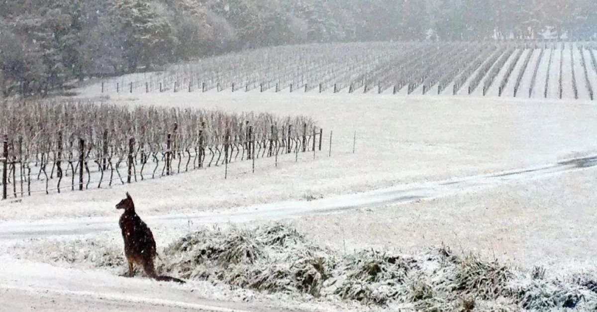 Group Of Kangaroos In The Snow