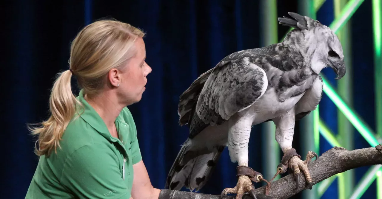 Harpy Eagle