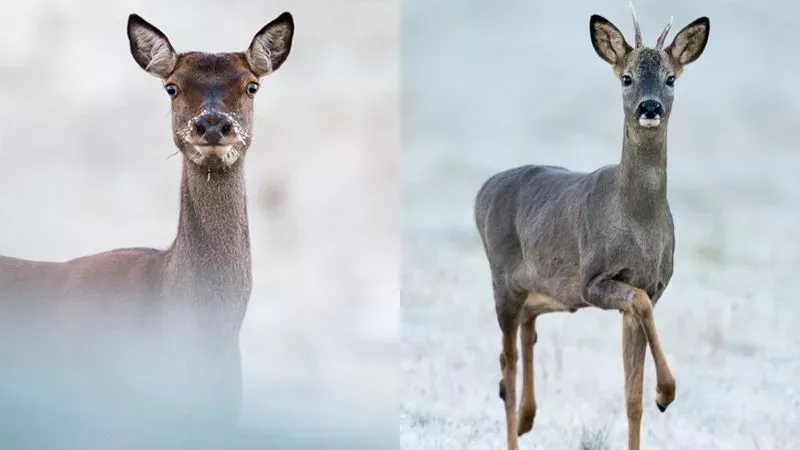 Here Is How You Can Tell The Difference Between A Roe Deer And A Red Deer