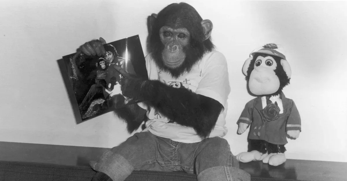 Here’s What Happened To Bubbles, His Poor Chimpanzee