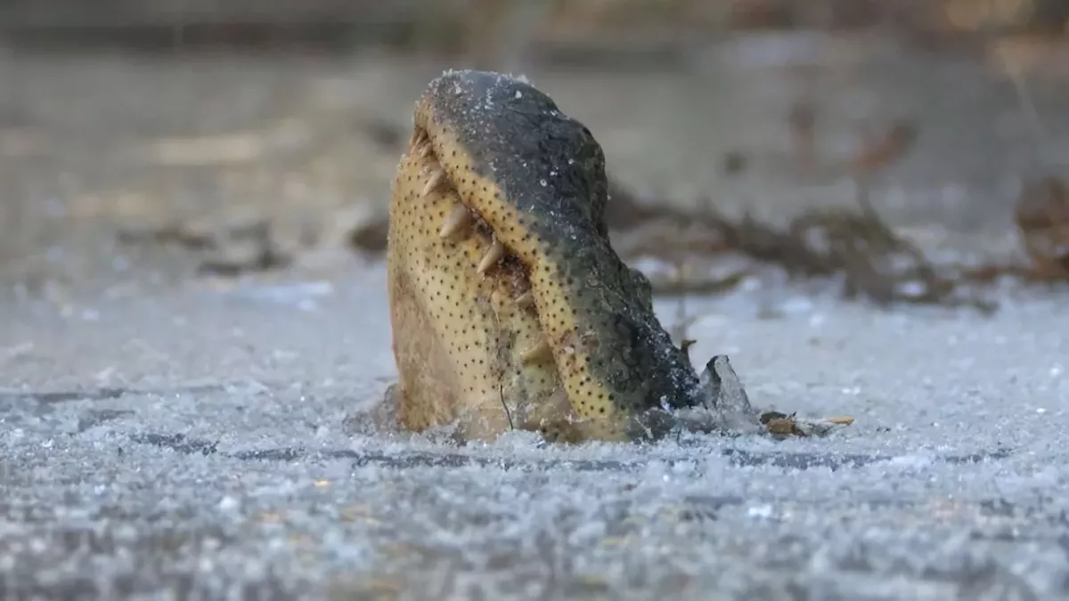 A hibernating alligator, trapped by the ice in a swamp