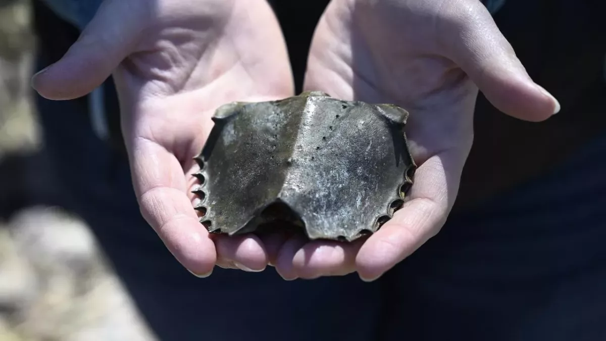 High demand for blood of horseshoe crabs puts them at risk of extinction
