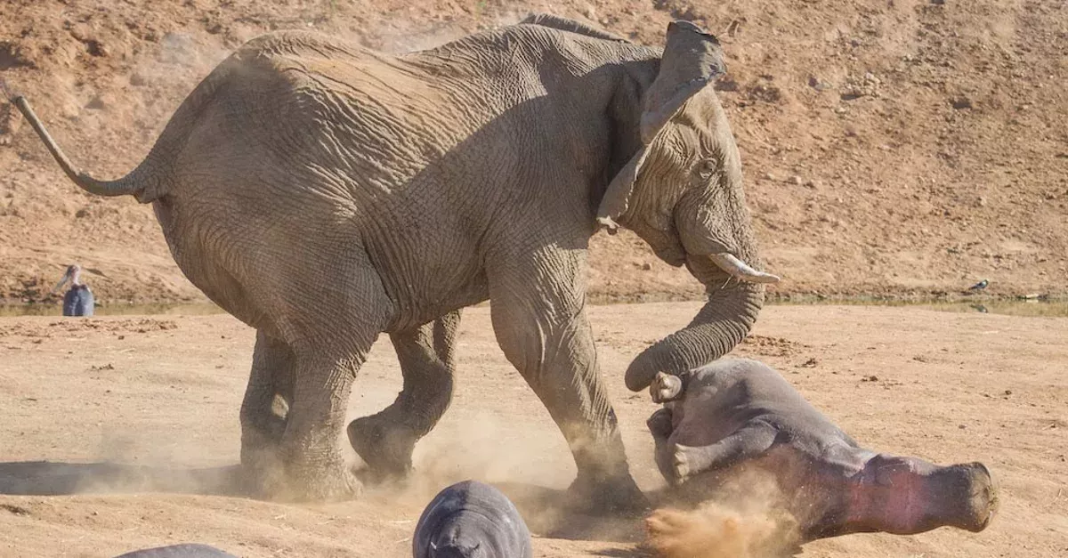 This hippo seriously regretted getting too close to an elephant
