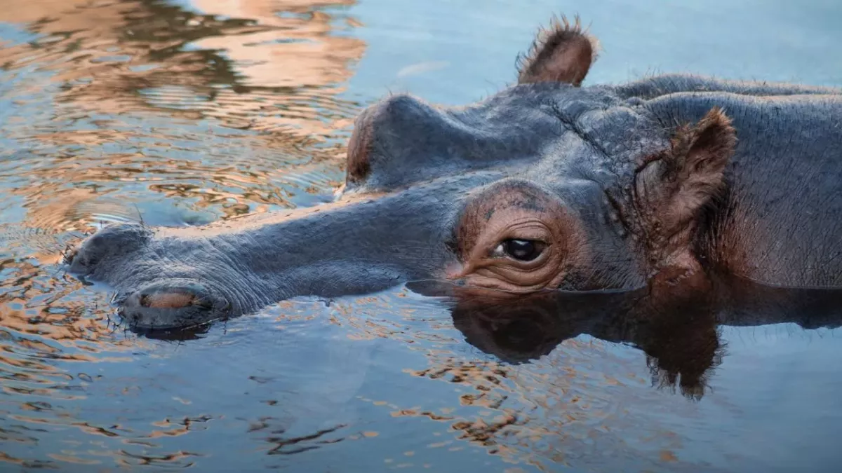 Hippopotamus