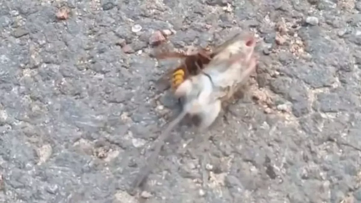 Hornet vs mouse