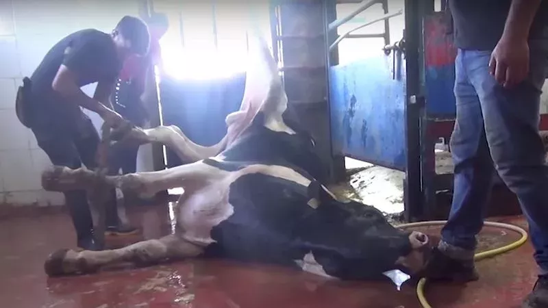The Horrific Footage Of The Suffering Experienced By Animals Exported By The European Union