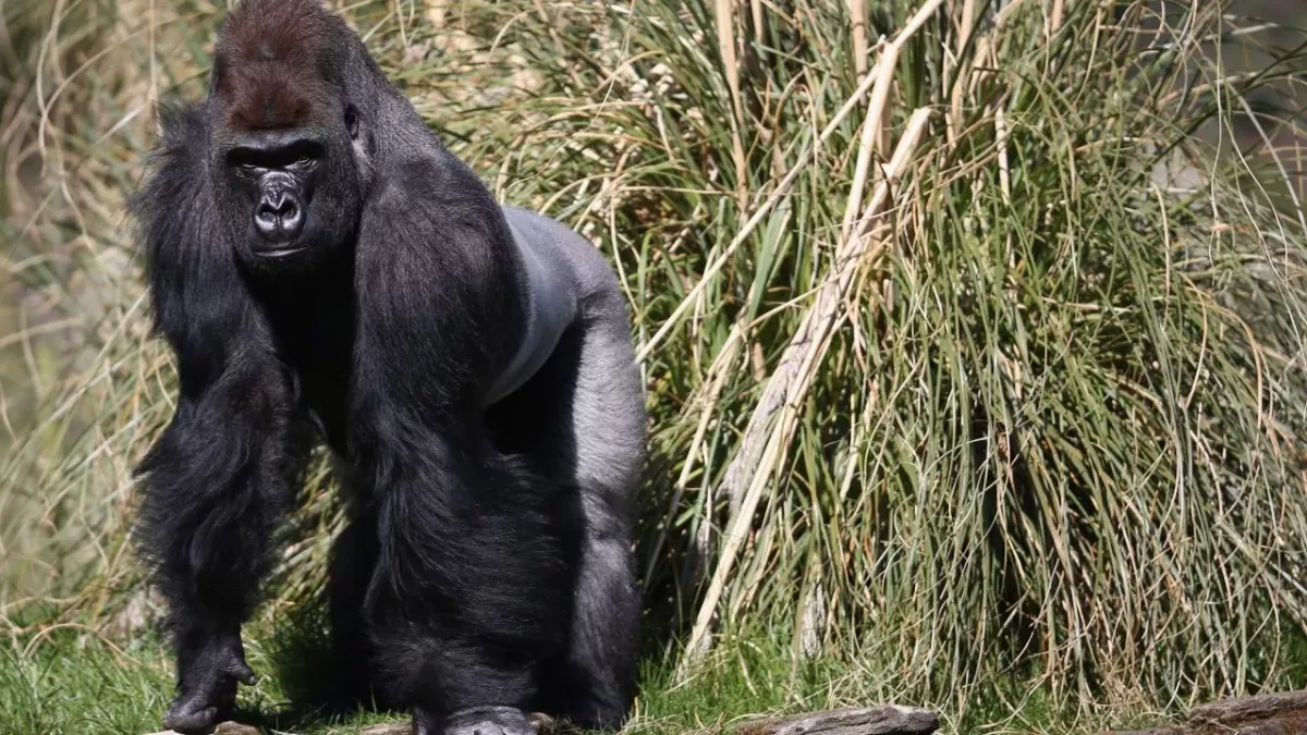 Horrified visitors witnessed this brutal fight between two gorillas